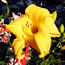 Hemerocallis Beloved Returns